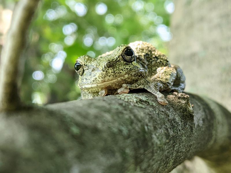 Spring Peepers, Gray Treefrogs And Chorus Frogs Can Do It Too