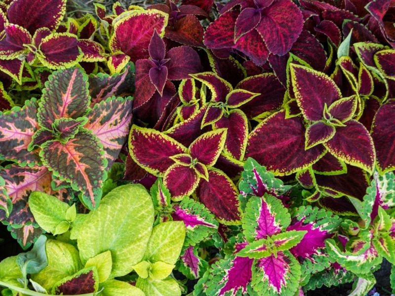 Spring Plant Costs Add Up Spring Plant Costs Add Up