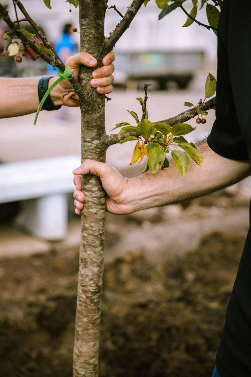 Spring-Planted Trees Face Summer Heat Too Soon