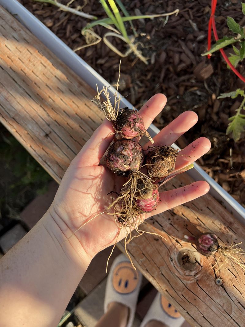 Spring Planting Often Results In Smaller Bulbs Spring Planting Often Results In Smaller Bulbs