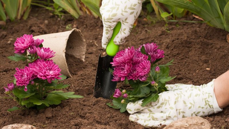 Spring Planting Remains The More Reliable Way To Grow Perennial Mums