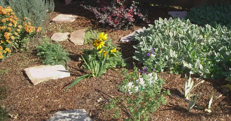 Spring Plantings Face A Dry Summer Quickly