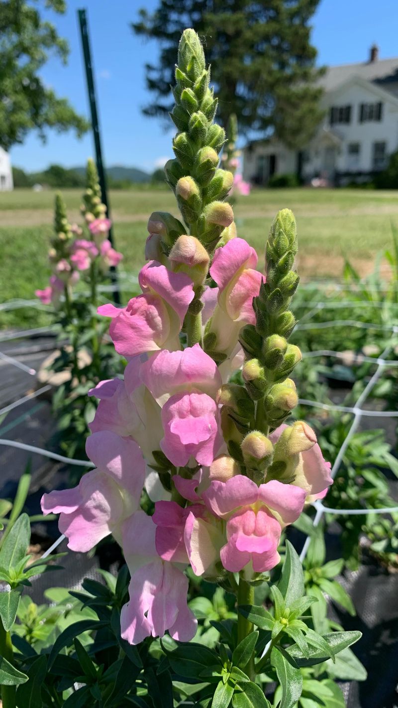 Spring Plantings Run Into Heat Sooner Spring Plantings Run Into Heat Sooner