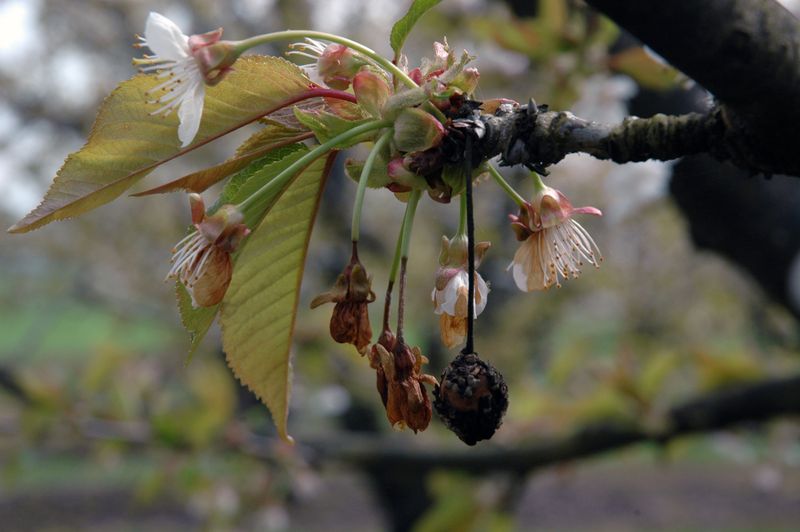 Spring Rain Spreads Spores To New Blossoms Spring Rain Spreads Spores To New Blossoms