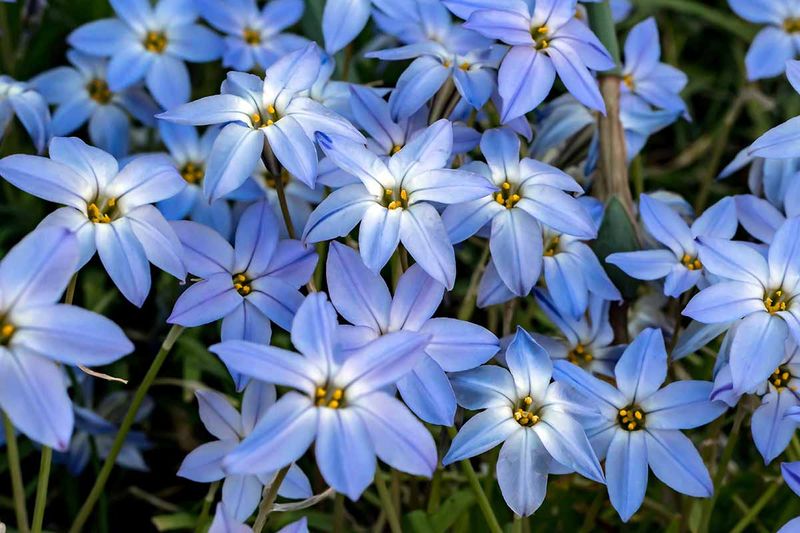 Spring Starflower Spring Starflower