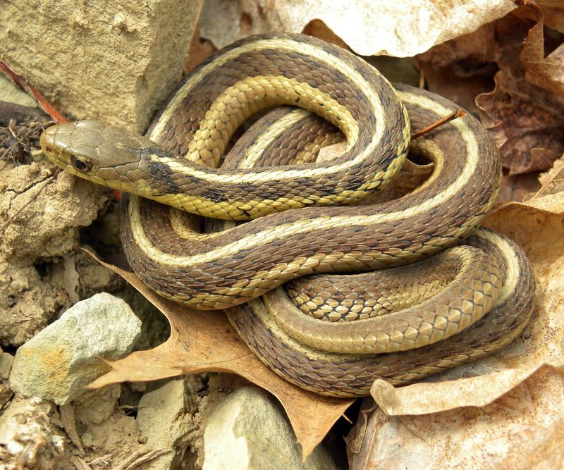 Spring Sunbathing Is When Garter Snakes Show Up Most