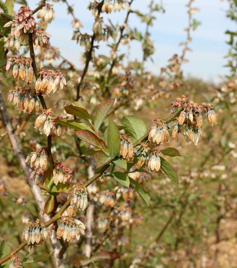 Spring Swings Will Hit Fruit And Flowers Hard Too Spring Swings Will Hit Fruit And Flowers Hard Too