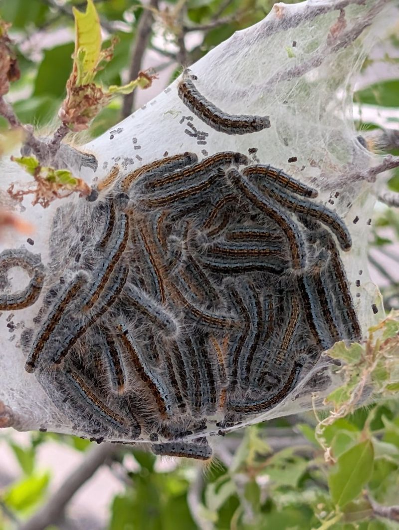 Spring Tent Caterpillars Often Confused With These Nests Spring Tent Caterpillars Often Confused With These Nests
