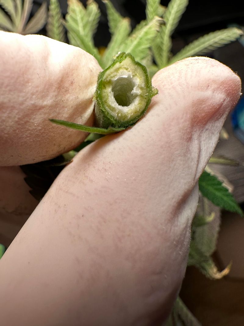 Spring Trimming That Leaves Tall Stubble Behind