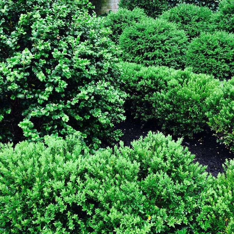 Spring Usually Brings That Rich Green Back Spring Usually Brings That Rich Green Back