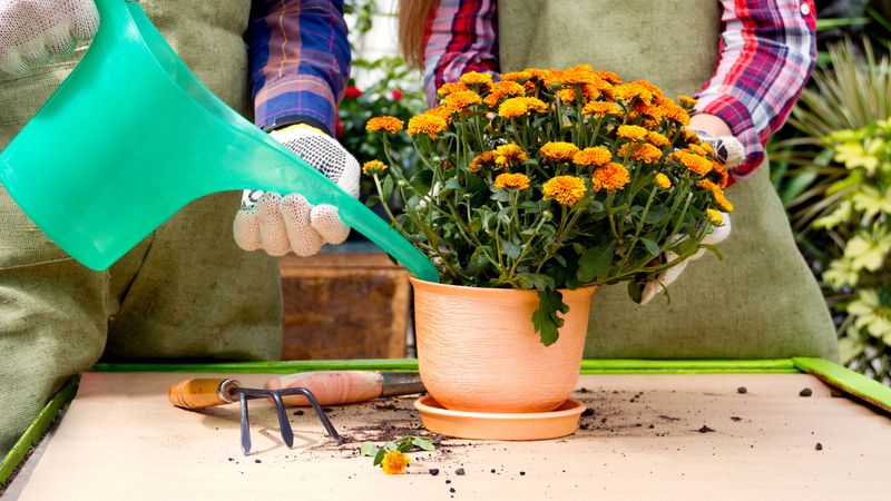 Sprinkling The Leaves Instead Of The Roots Sprinkling The Leaves Instead Of The Roots
