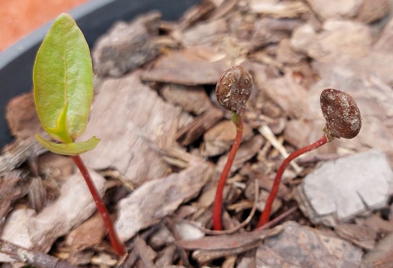 Sprout The Seeds To Grow Your Own Tree