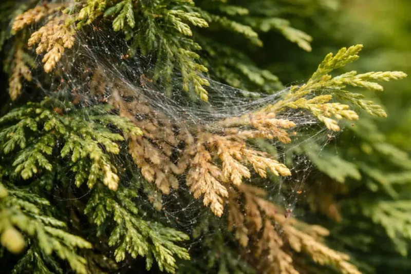 Spruce Spider Mites Love Arborvitae When Fall Weather Turns Cool Spruce Spider Mites Love Arborvitae When Fall Weather Turns Cool