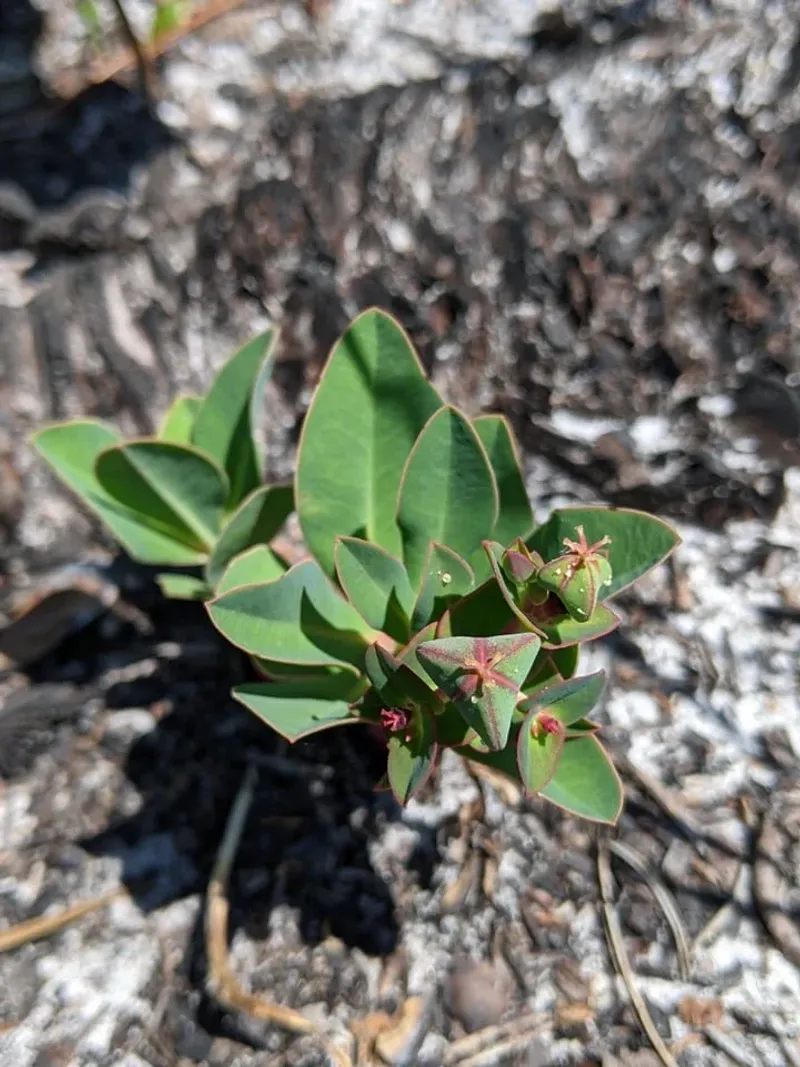 Spurge, Wood Sorrel And Pigweed Count Too Spurge, Wood Sorrel And Pigweed Count Too