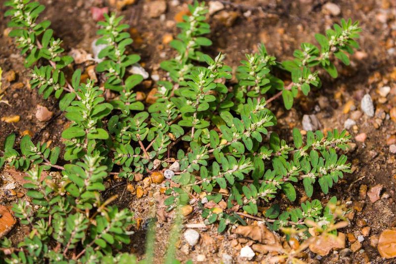 Spurge sap can irritate sensitive skin