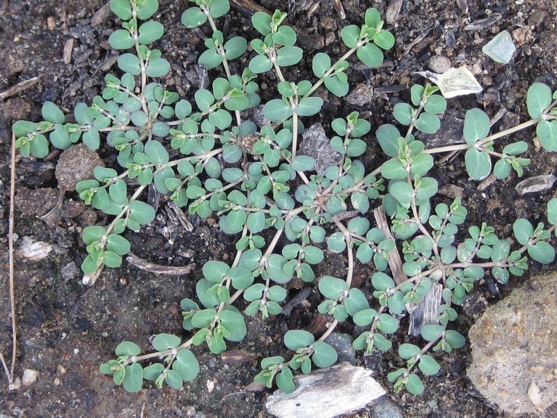 Spurge species do not all behave alike