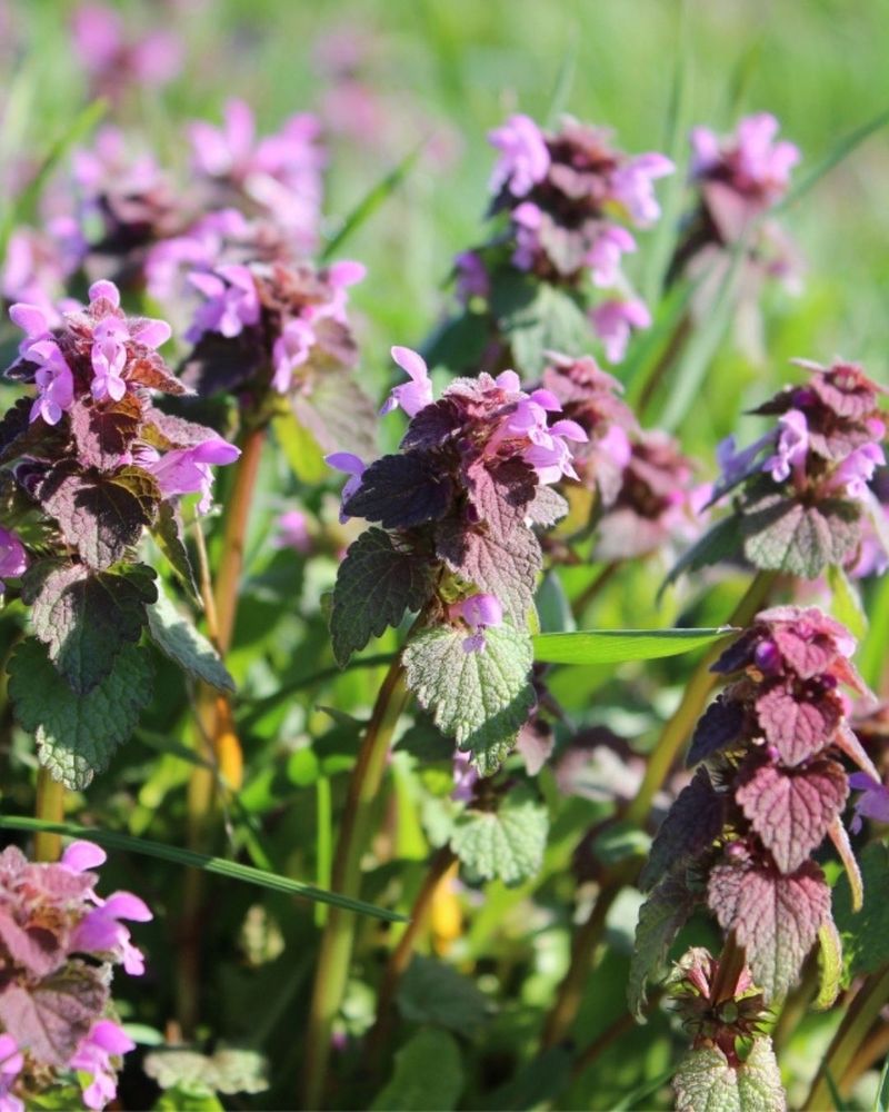 Square Stems And Purple Tinged Upper Leaves Help Identify It Square Stems And Purple Tinged Upper Leaves Help Identify It