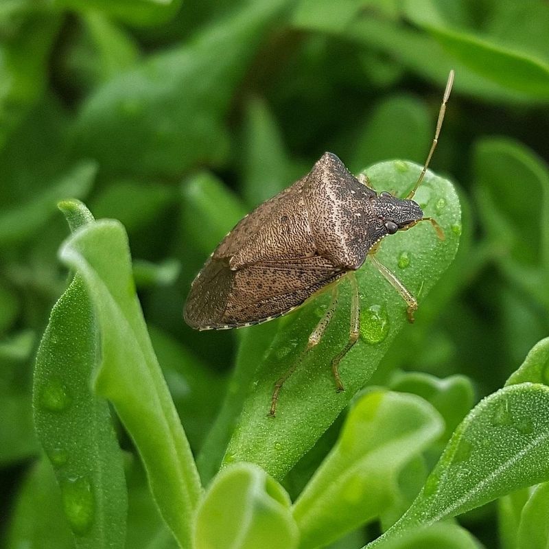 Squash Bugs And Stink Bugs Head For Shelter