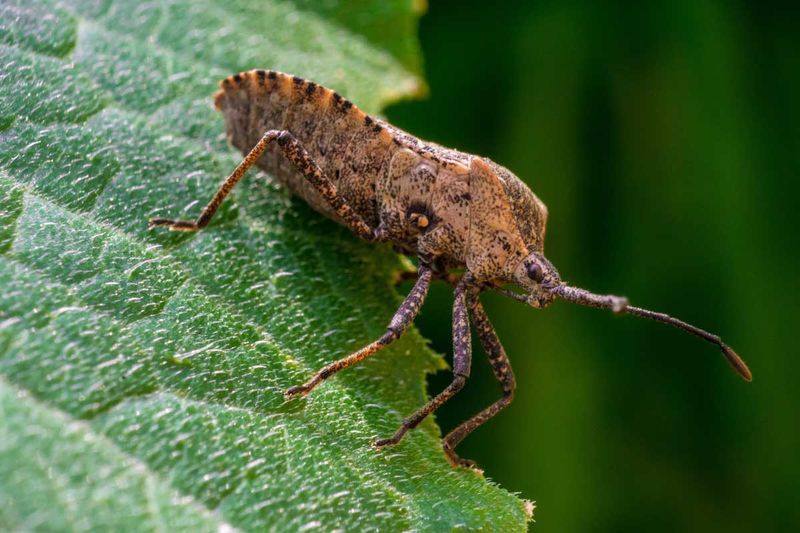 Squash Bugs Are Narrower And Stick To Squash
