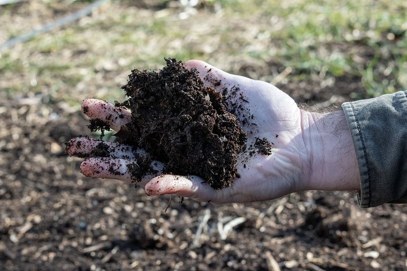Squeeze A Handful To Check Compost Moisture
