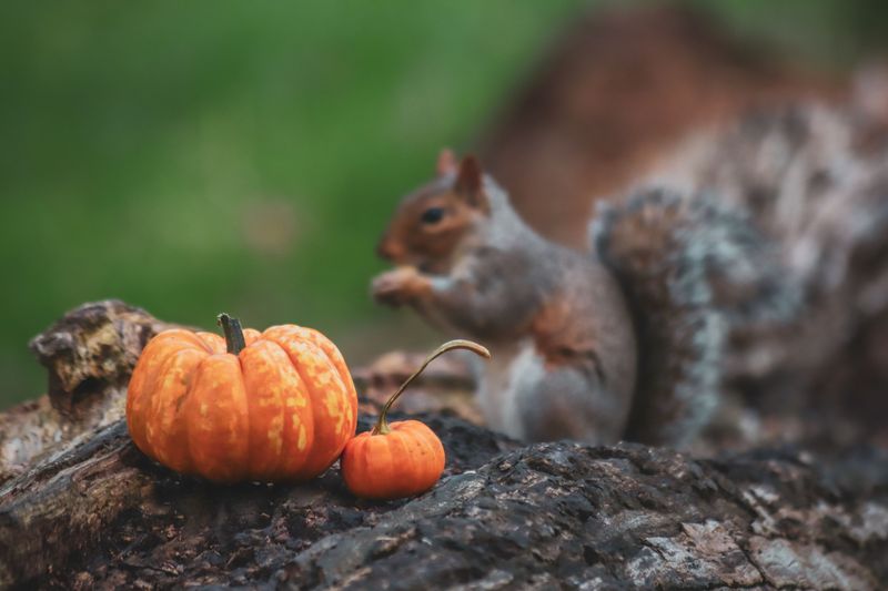 Squirrels And Chipmunks Treat Pumpkin Seeds Like Gold Squirrels And Chipmunks Treat Pumpkin Seeds Like Gold