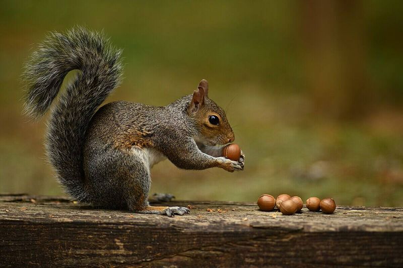 Squirrels Are Busy Stashing Winter Supplies Squirrels Are Busy Stashing Winter Supplies