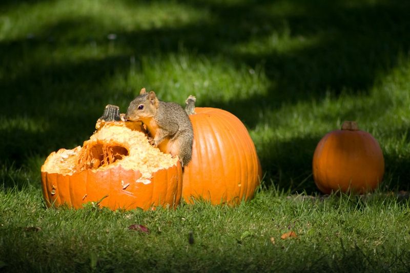 Squirrels Are Stocking Up For Winter Squirrels Are Stocking Up For Winter
