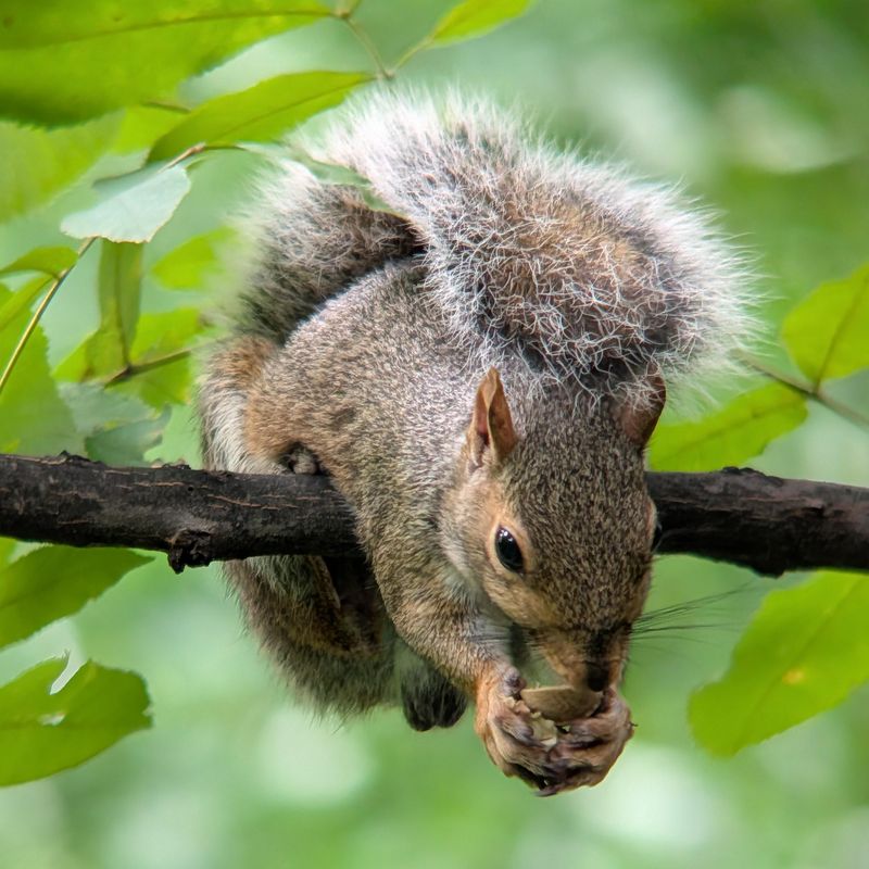 Squirrels Bury Nuts To Store Food For Winter