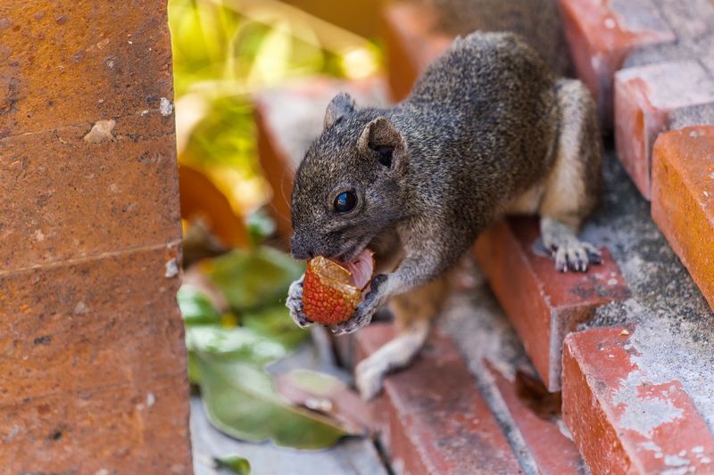 Squirrels Eyeing Your Attic Need A Gentle Nudge Squirrels Eyeing Your Attic Need A Gentle Nudge