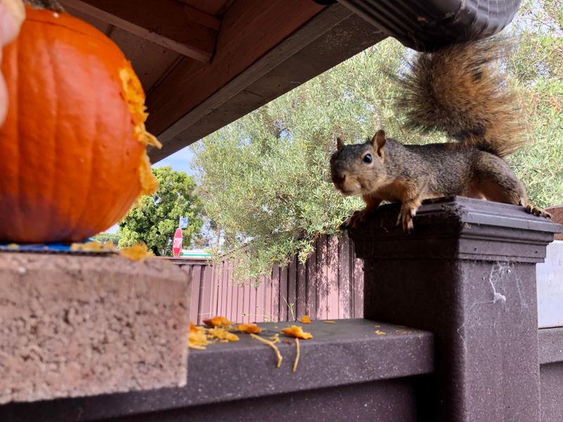 Squirrels Gnaw Holes Into Carved Faces Squirrels Gnaw Holes Into Carved Faces
