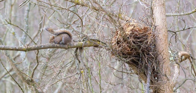 Squirrels Often Build More Than One