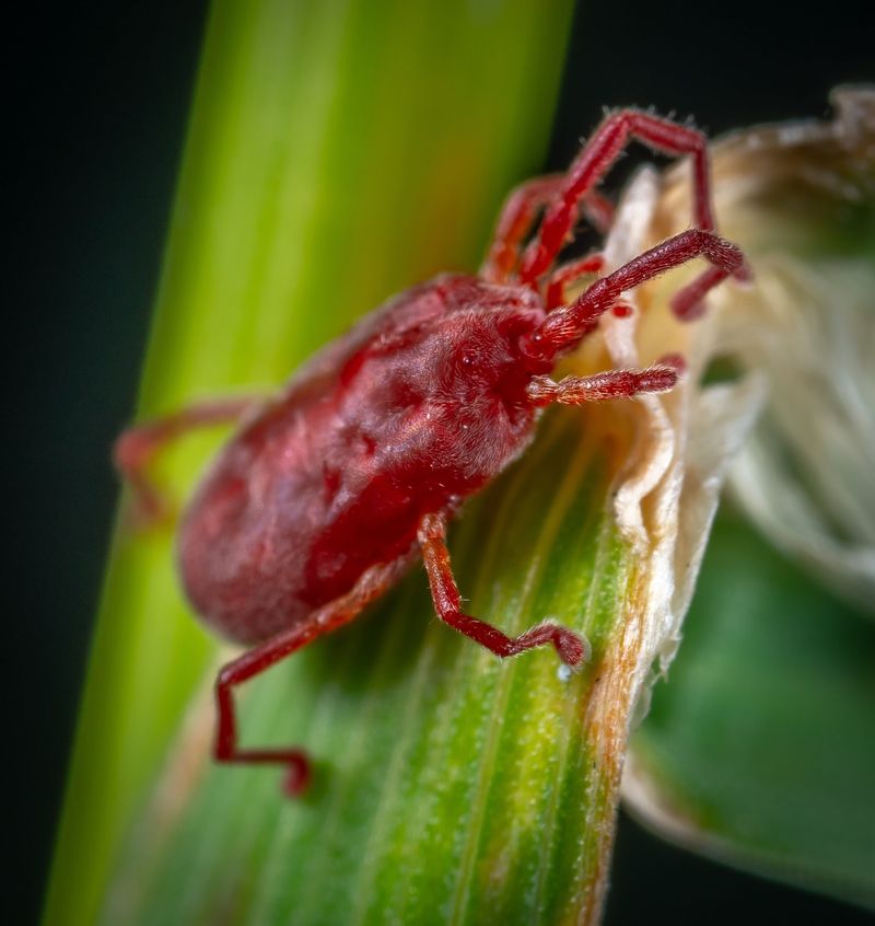 Squishing A Clover Mite Leaves A Red Stain That Fights Back