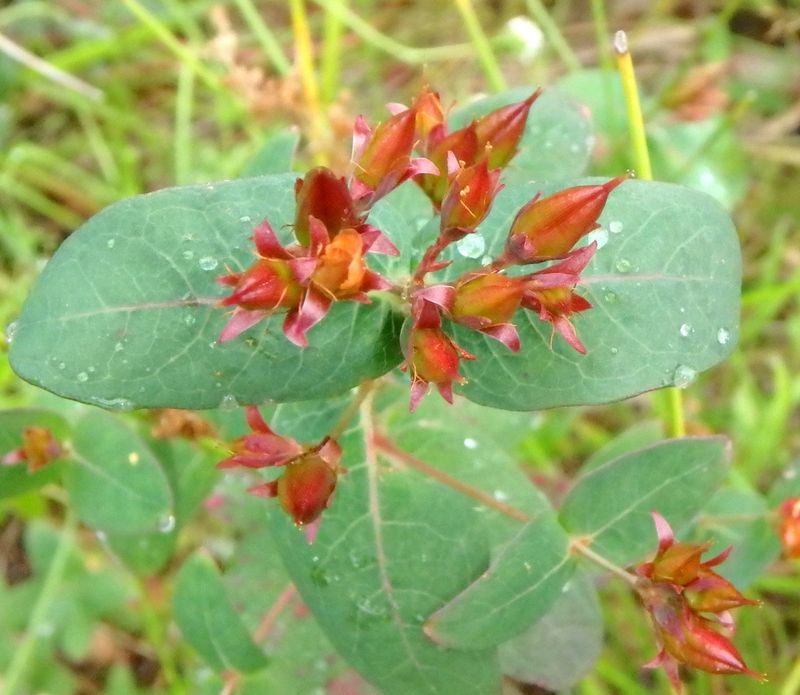 St. John’s-Wort Offers Another Seed Source St. John’s-Wort Offers Another Seed Source