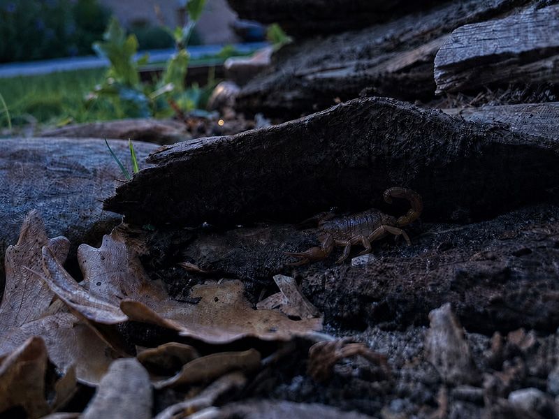 Stacking Firewood Against The House Stacking Firewood Against The House