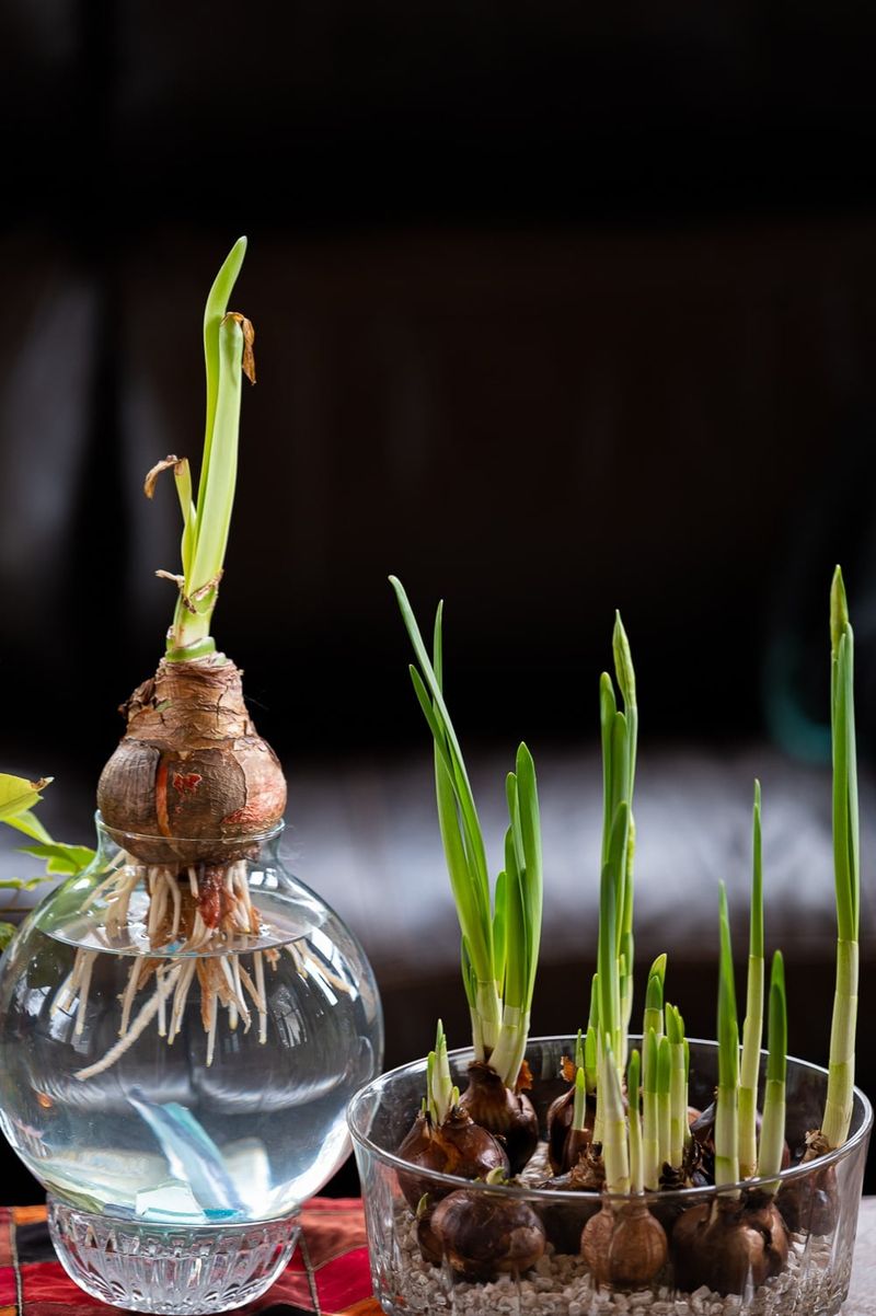 Stagger Plantings For Flowers All Season