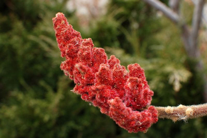 Staghorn Sumac Staghorn Sumac