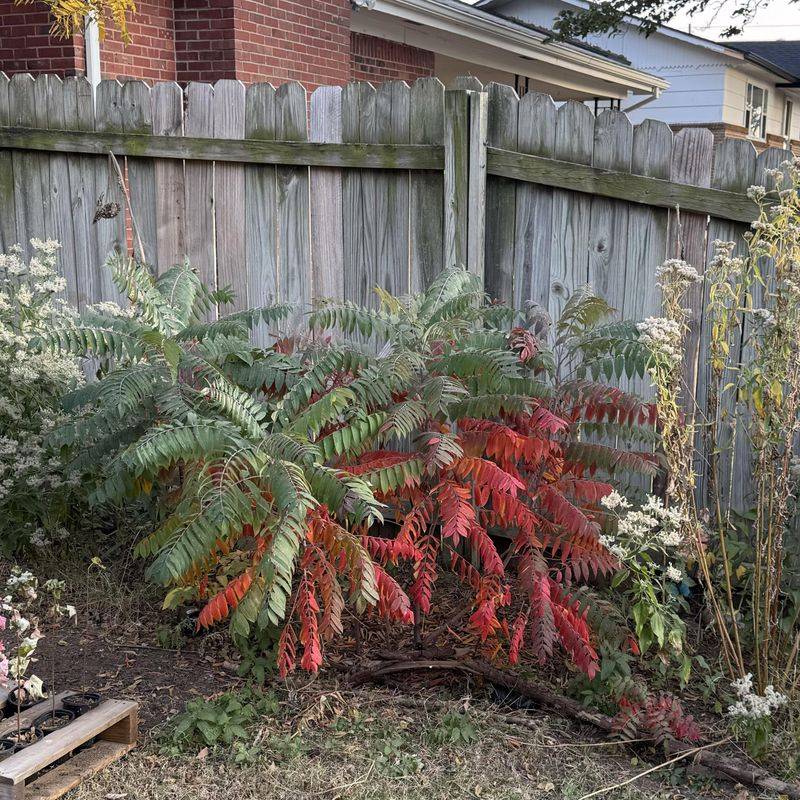 Staghorn Sumac For Blazing Scarlet Leaves Staghorn Sumac For Blazing Scarlet Leaves