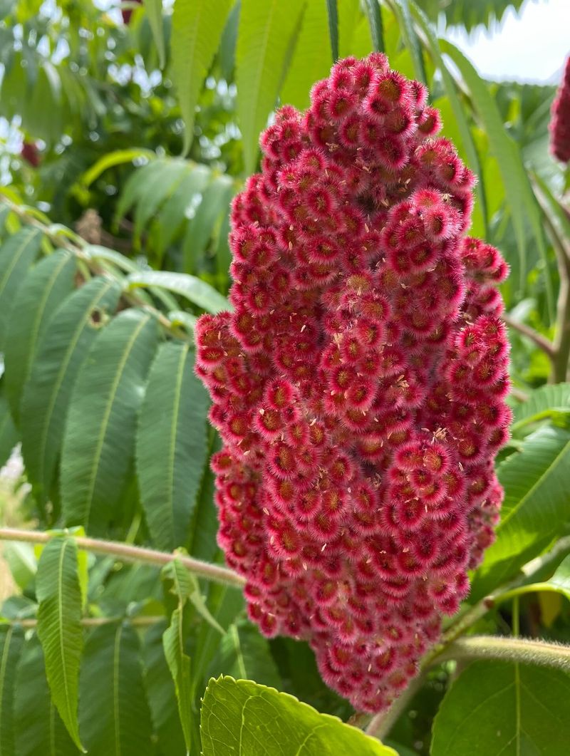 Staghorn Sumac Staghorn Sumac