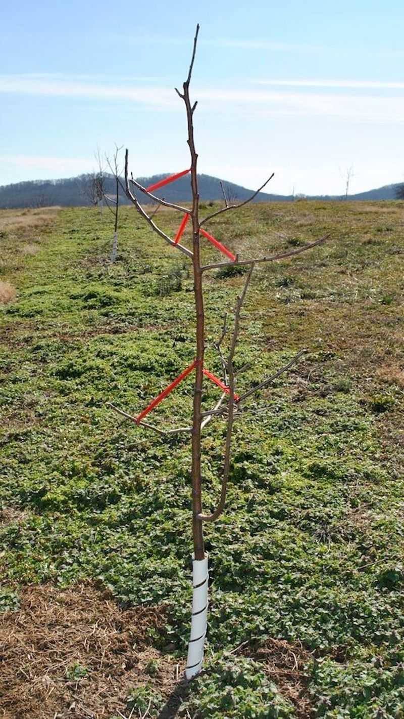 Stake Young Trees And Tall Perennials Stake Young Trees And Tall Perennials