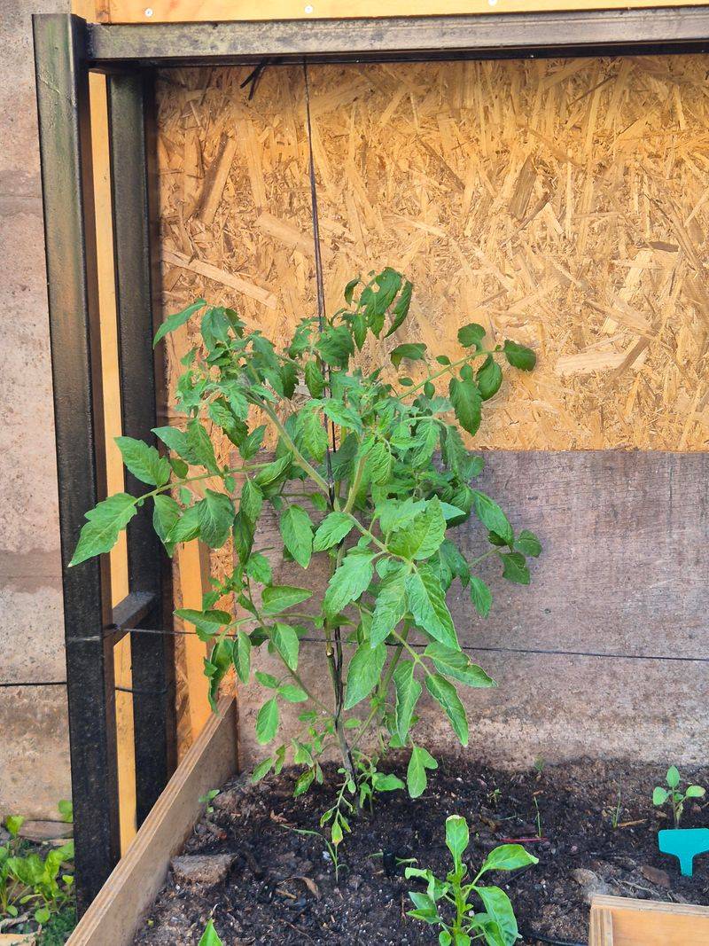 Stake Young Trees And Tall Plants