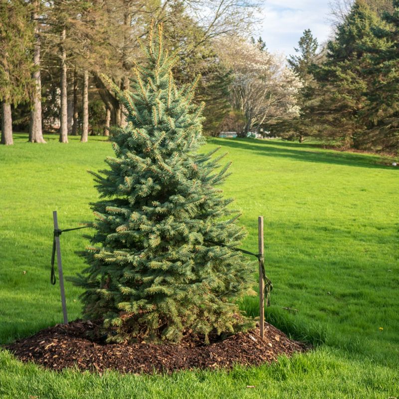 Stake Young Trees And Tall Plants