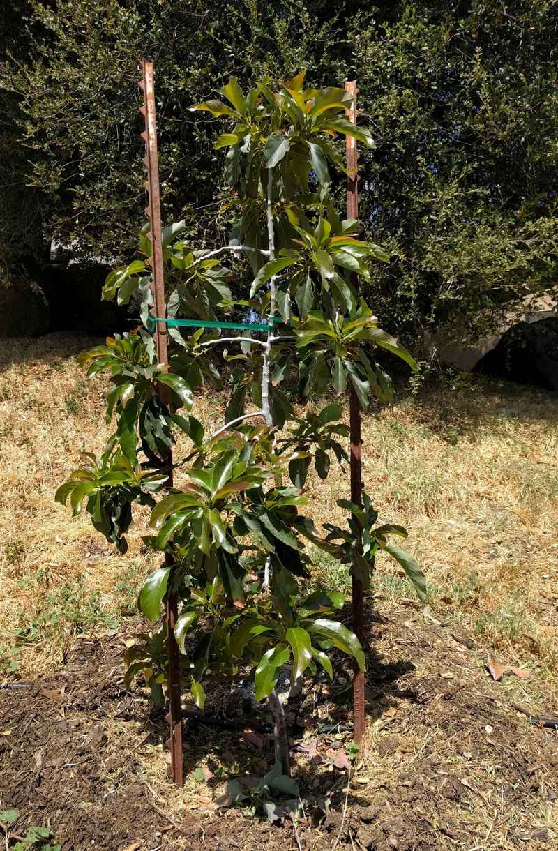 Stake Young Trees Low And Loose Stake Young Trees Low And Loose