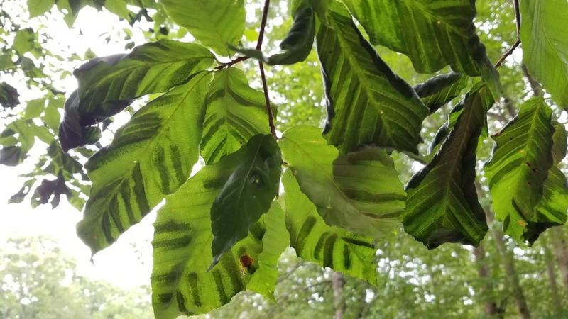 Stand Underneath And Look Up Into The Canopy Stand Underneath And Look Up Into The Canopy