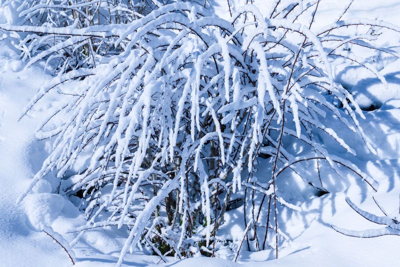 Standing Plants Catch Snow And Insulate Roots