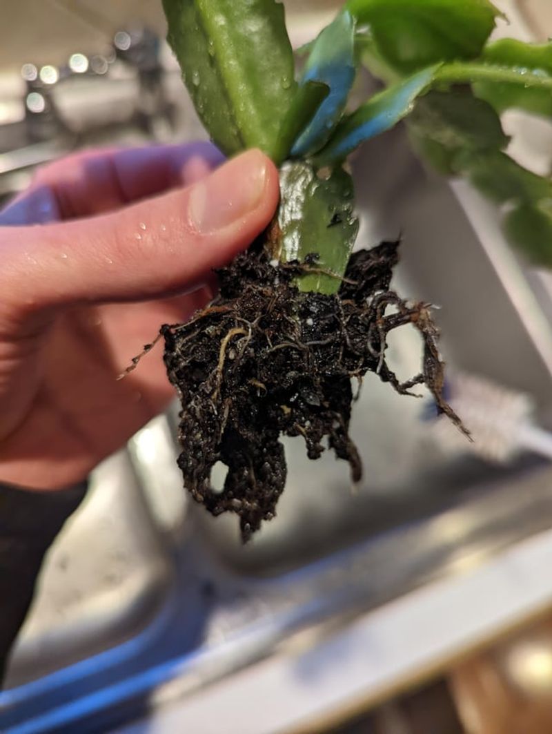 Standing Water Rots Roots Fast