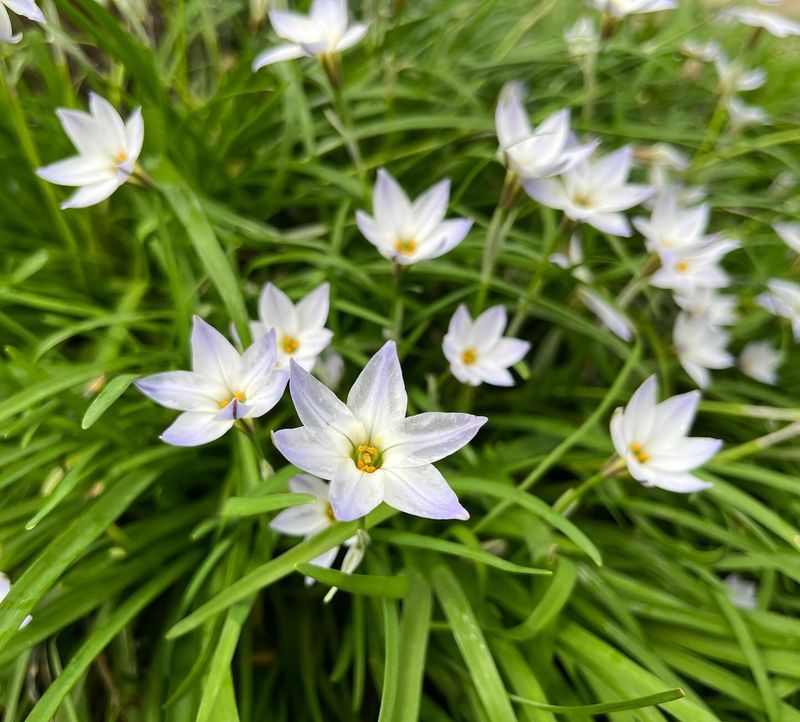 Starflower Naturalizes Into Low Drifts Of Star-Shaped Blooms Starflower Naturalizes Into Low Drifts Of Star-Shaped Blooms