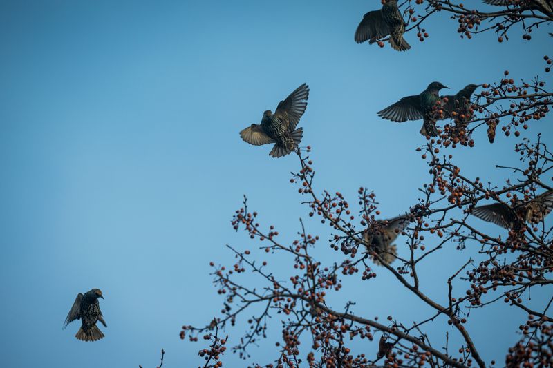 Starlings Copy About Seven Neighbors Instead of Following a Leader