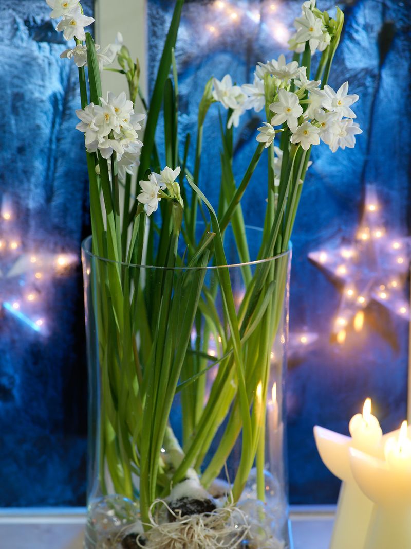 Start A New Batch Every 10 Days For Nonstop Blooms