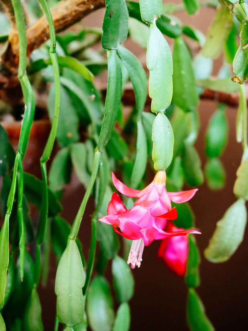 Start Mid-October For Blooms Before Christmas Start Mid-October For Blooms Before Christmas