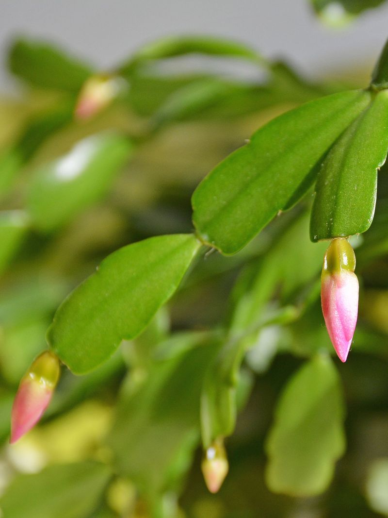 Start The Bloom Process By Early October Start The Bloom Process By Early October